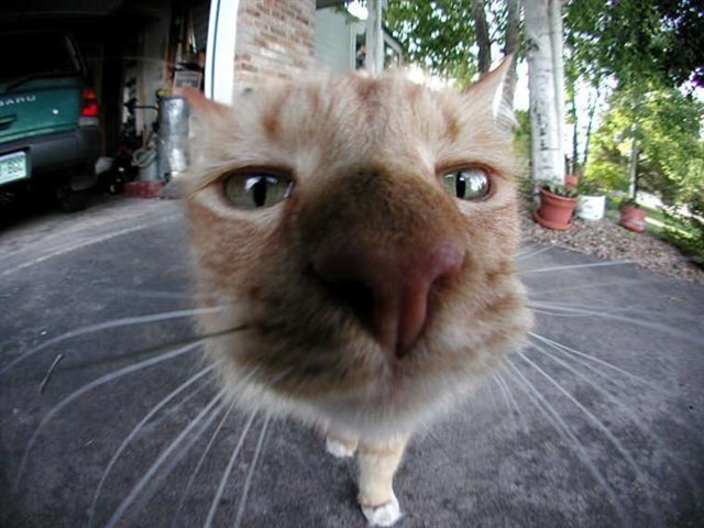 Create meme: cat nose in the camera, The cat is close to the camera, funny cats