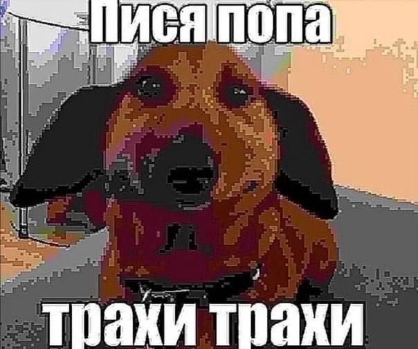 Create meme: dog dachshund meme, the dachshund meme, dog sausage