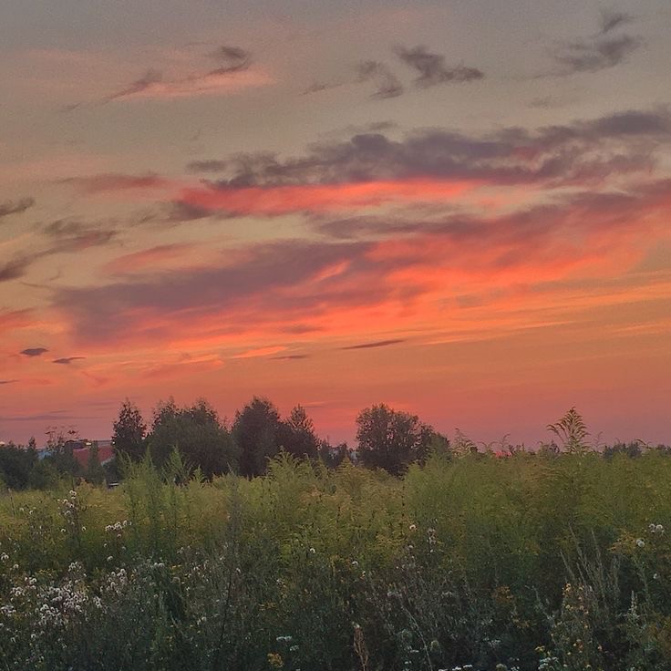 Create meme: summer sunset, dawn in a field, beautiful summer sunset