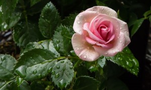 Создать мем: розовая роза в росе, живые розы, розовые розы