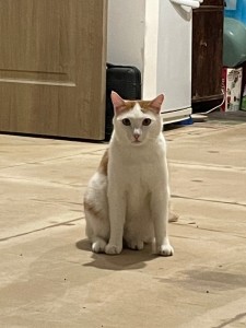 Create meme: white cat, kitty, cat