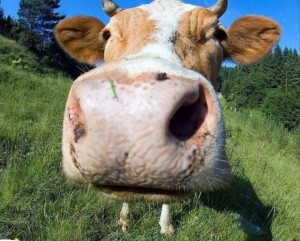 Create meme: cow cow, cow face, cow