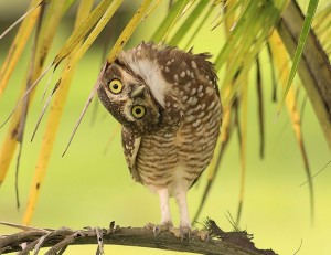 Create meme: burrowing owl