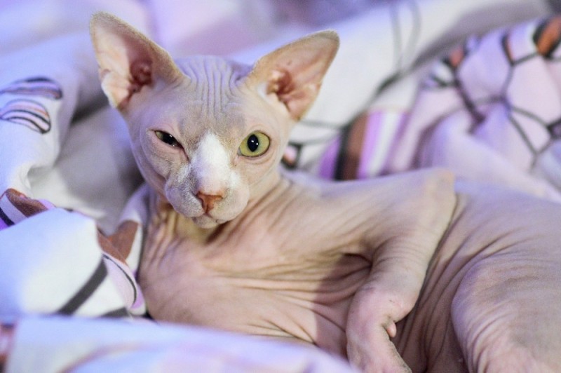 Create meme: the don sphinx, Sphynx cat , bald cat Sphinx