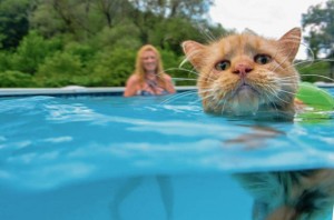 Создать мем: котик в бассейне, кошка боится воды, плавающий кот