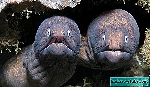 Create meme: moray eel fish, Moray , fish fish