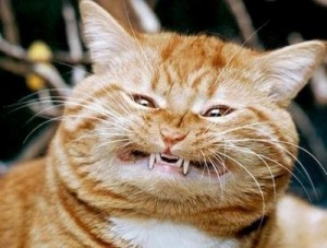 Create meme: evil ginger cat, cat in anger