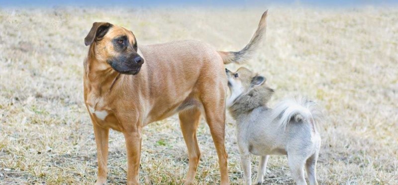 Create meme: malinois shepherd, dogs sniff under the tail, malinois dog