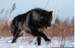 Create meme: canadian black wolf, black wolf, Black wolves