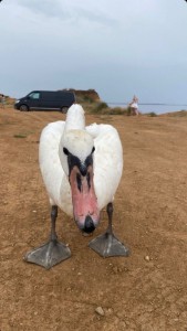 Create meme: funny goose, cool goose, Swan