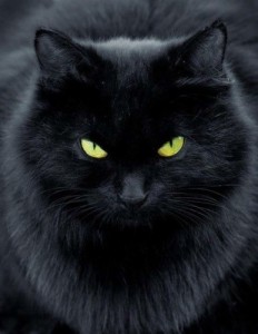 Create meme: cat, the cat Ivanovich, cat eye