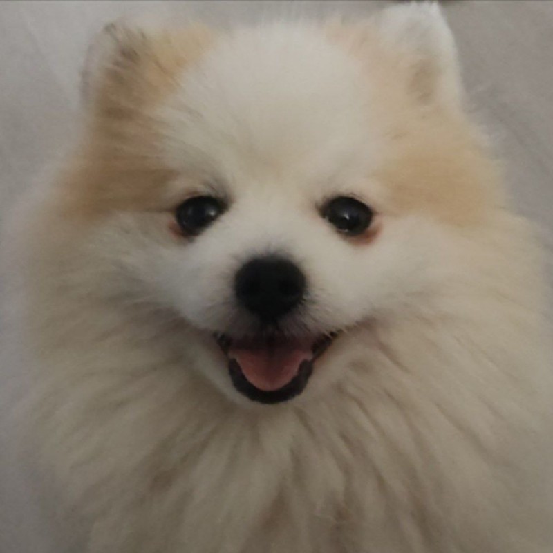 Create meme: white Pomeranian, white pomeranian, Spitz dog