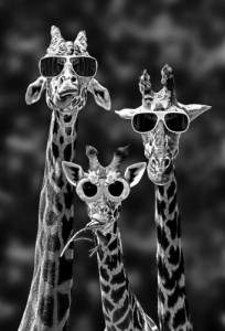 Create meme: Platter of forbidden fruit how sweet, giraffe with glasses, cool giraffe