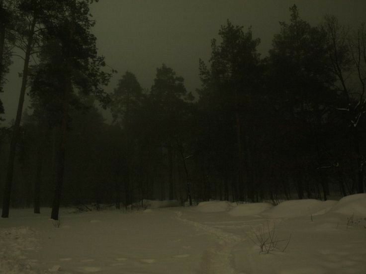 Create meme: winter forest darkness, night in the forest, forest fog