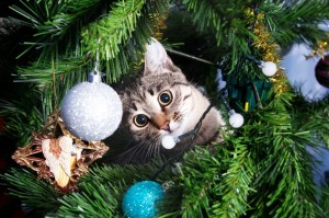 Create meme: cat and Christmas tree, Christmas tree, dressed Christmas tree