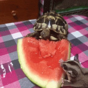 Create meme: tortoise, the land turtle bites, turtle eats watermelon