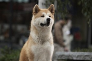 Create meme: Hachiko the most loyal friend, hachiko, meme OK waiting