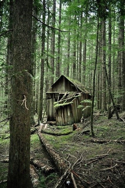 Create meme: an abandoned hut in the forest, abandoned house in the woods, an abandoned house in the forest
