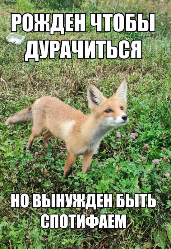 Create meme: Fox , sly Fox, Fox 