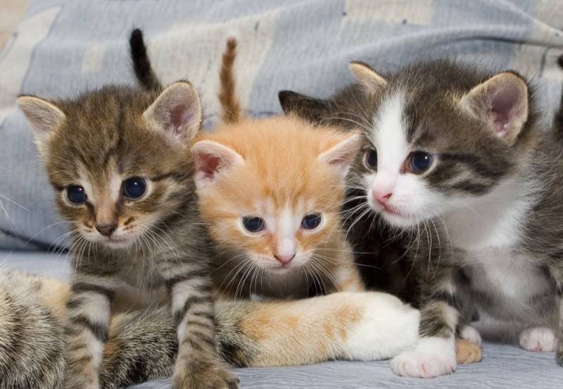 Create meme: kitties , three little kittens, cats are small