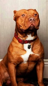 Create meme: American pit bull Terrier, pit bull dog, American pit bull red nose