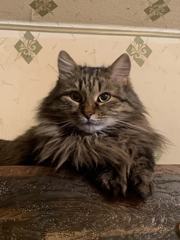 Create meme: the Siberian cat, maine coon breed, cat 