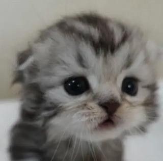 Create meme: the scottish fold kitten, lop-eared kitten, Scottish fold 