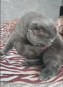 Create meme: lop-eared, Scottish fold cat, Scottish fold cat