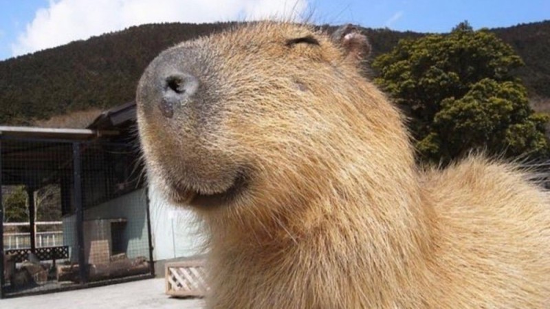 Create meme: angry capybara, capybara smiling, big capybara guinea pig