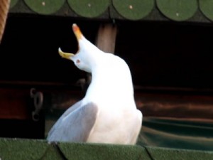 Create meme: the Seagull laughs, laughing, seagull