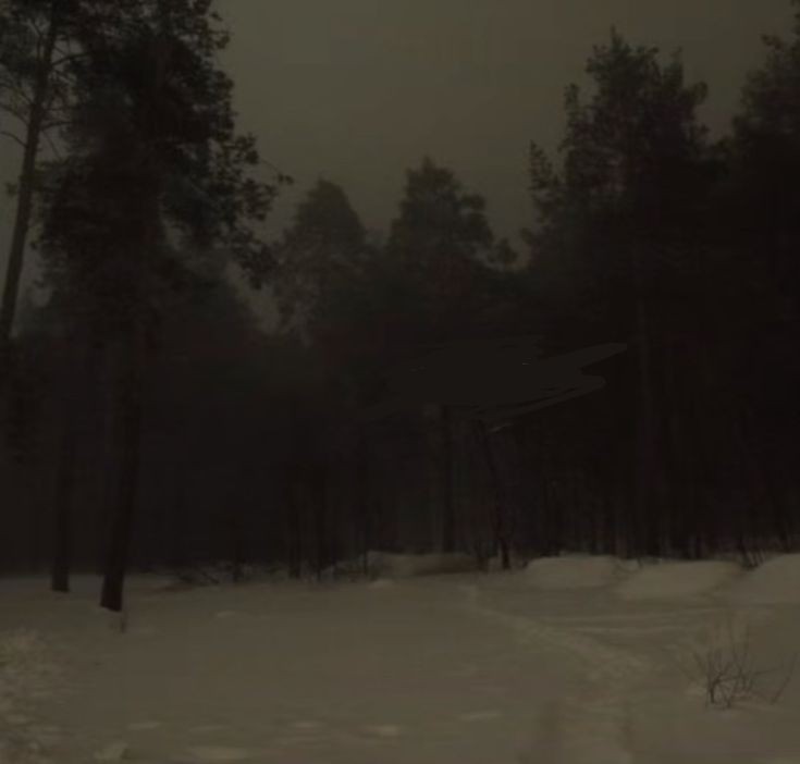 Create meme: night forest, winter forest night, Dense forest at night