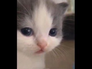 Create meme: crying kitten, cat sad, cute cats