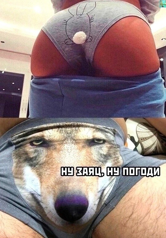 Create meme: meme cowards with a wolf, briefs with a wolf waiting reality, Wolf on underpants meme