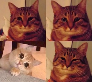 Create meme: cat, Cat, cat