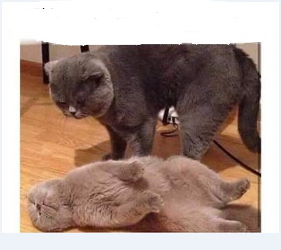 Create meme: cat for mating, cat , scottish cat