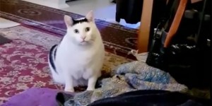 Create meme: fat cat, cat, cats