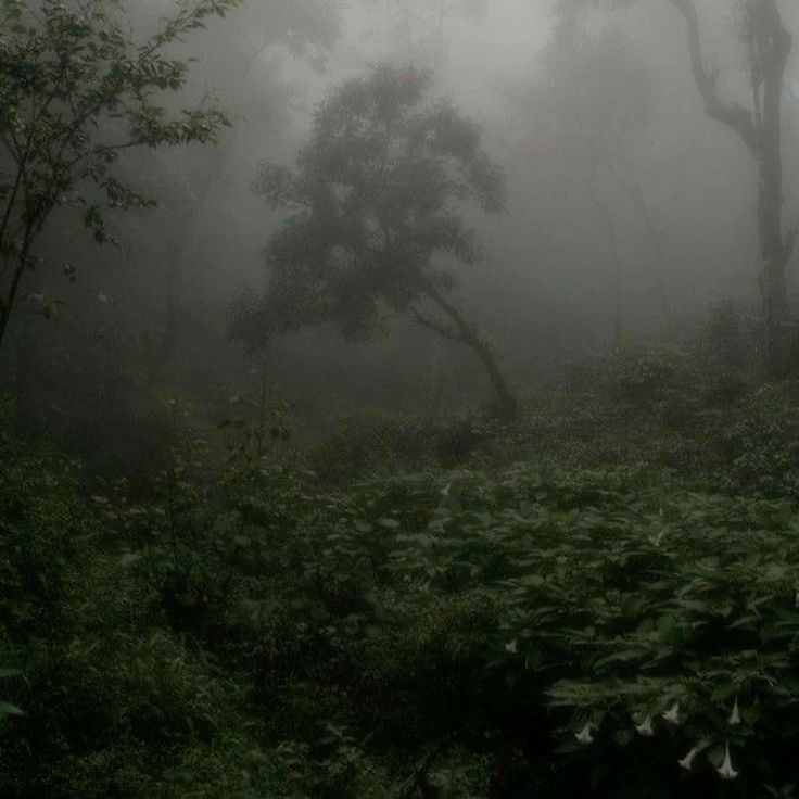 Create meme: nature , nature fog, forest 