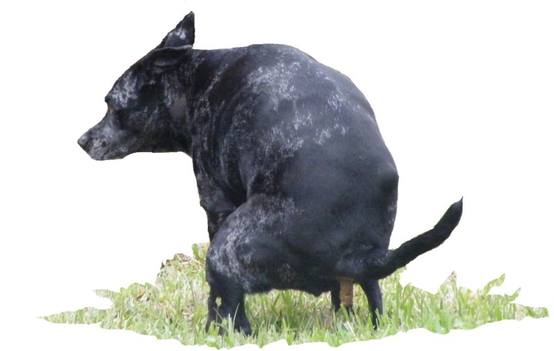 Create meme: dog black, a pissing dog, dog render