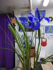 Create meme: iris Keramin, houseplant, phalaenopsis blue