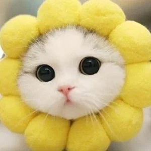 Create meme: seals cute cute, cute cat, cute cats