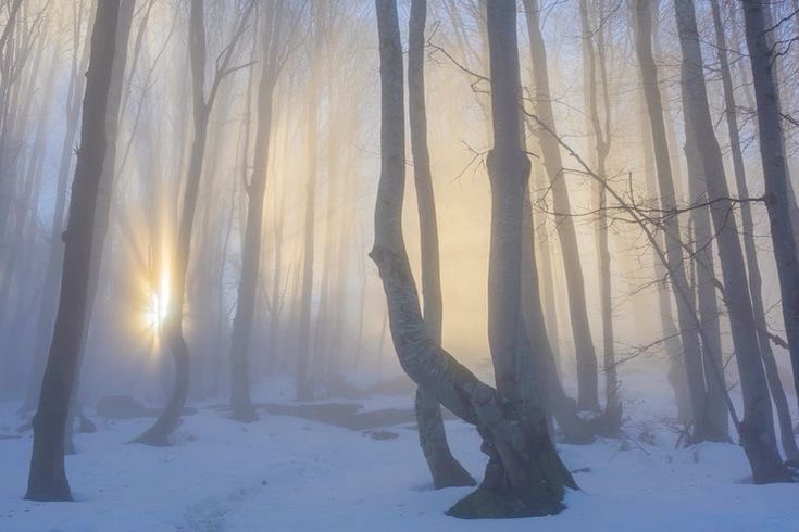 Create meme: landscape fog, foggy forest background, morning winter