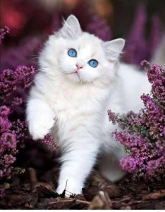 Create meme: beautiful cats, beautiful kitties