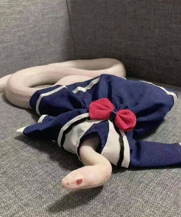 Create meme: snake royal python, snake toy, plush snake