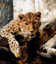 Create meme: jaguar, the Amur leopard, leopard