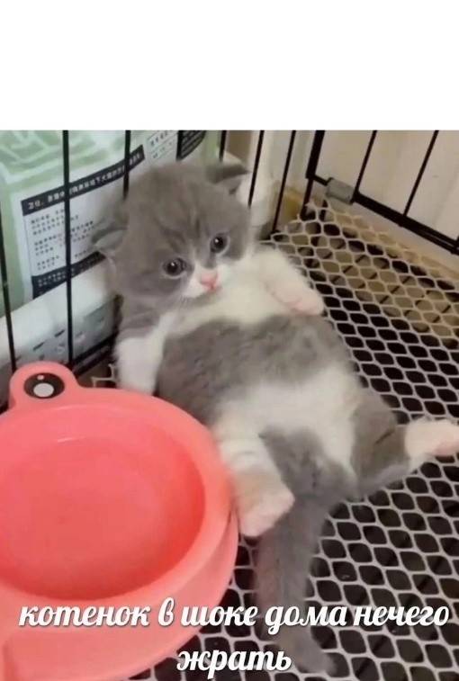 Create meme: cat , adorable kittens, the kitten is 1.5 months old