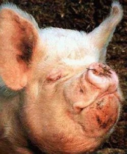 Create meme: pig, pig funny pics, the pig face funny