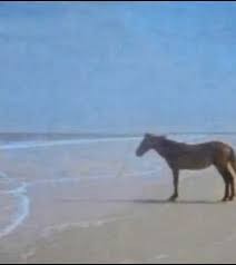 Create meme: horse on the shore meme, okay horse, horse by the sea