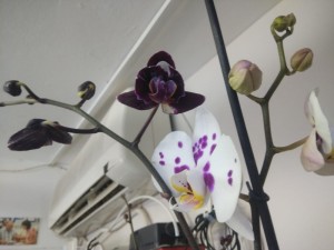 Создать мем: подморозила фаленопсис, орхидея фаленопсис пелорик, орхидея фаленопсис