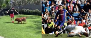 Create meme: Messi Ramos dog meme, Messi pet, cat on football pitch in Barcelona