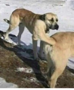 Создать мем: Собака, Анатолийская овчарка, кангал аслан